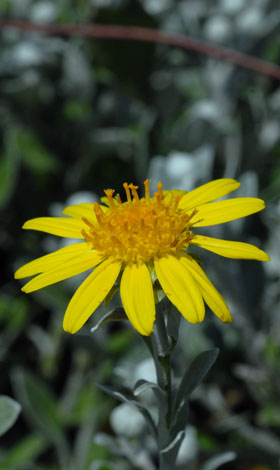 Brachyglottis sunshine floret