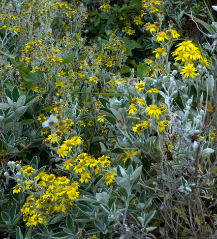 Brachyglottis sunshine whole