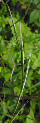 Brachypodium pinnatum 1
