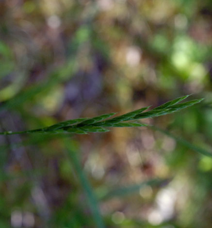 Brachypodium pinnatum 2