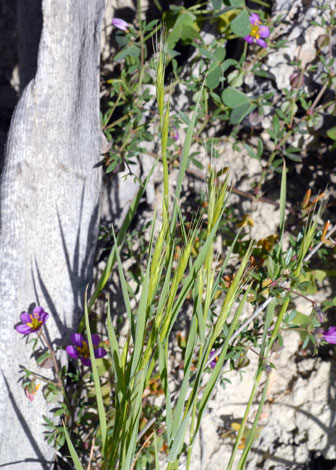 Brachypodium retusum