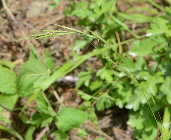 Brachypodium sylvaticum close