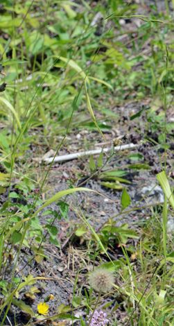 Brachypodium sylvaticum whole