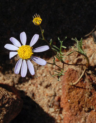 Brachycsome ciliaris