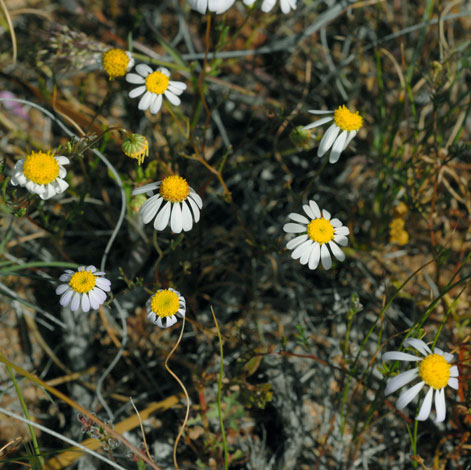 Brachyscome iberidifolia whole