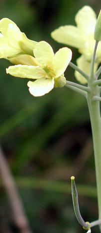 Brassica oleracea close