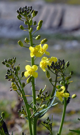 Brassica oleracea stem