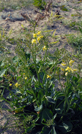 Brassica oleracea whole