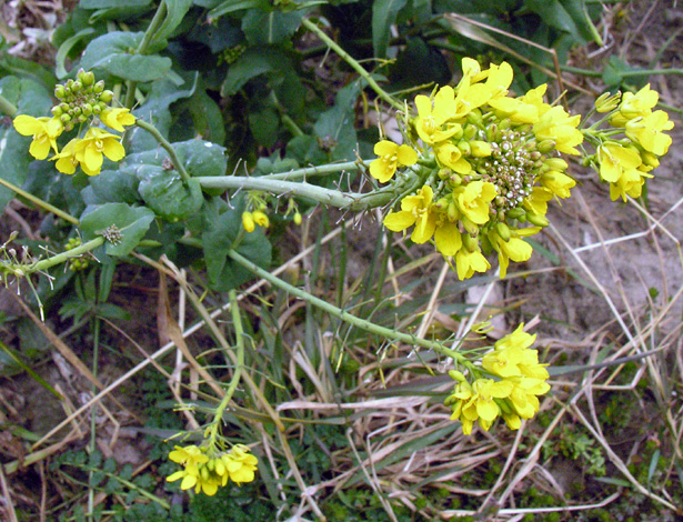 Brassica rapa