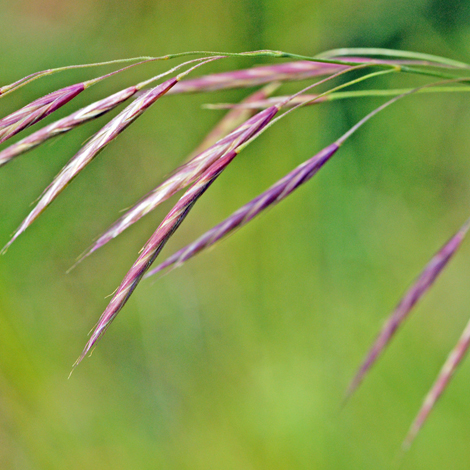 Bromopsis erecta close