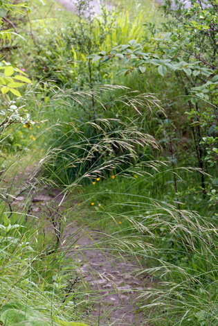 Bromopsis erecta whole