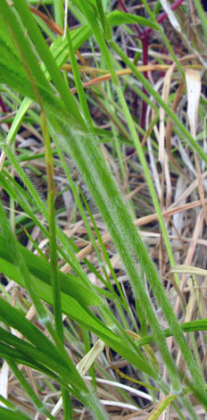 Brompsis ramosa hairs