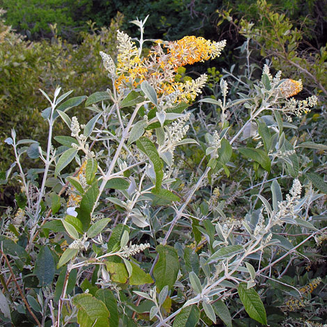 Buddleja magagascariensis whole