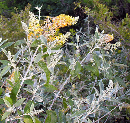 Buddleja x weyeriana