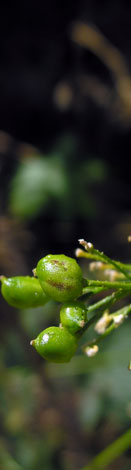 Bunias orientalis fruit