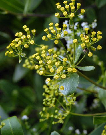 Bupleurum fruticosum close