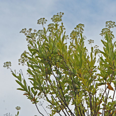 Bupleurum fruticosum whole