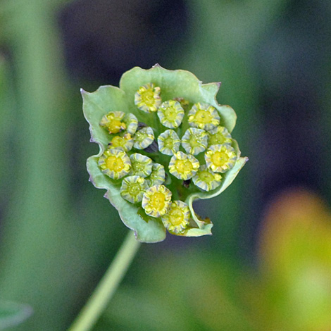 Bupleurum longifolium close