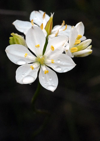 Burchardia congesta used to be Burchardia umbellata