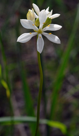 Burchardia congesta used to be Burchardia umbellata whole