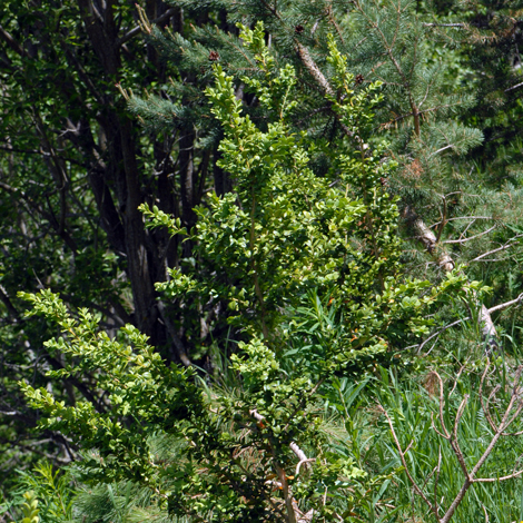 Buxus sempervirens whole 