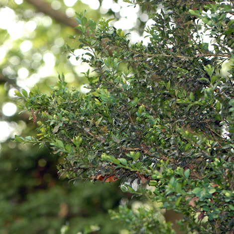 Buxus sempervirens whole