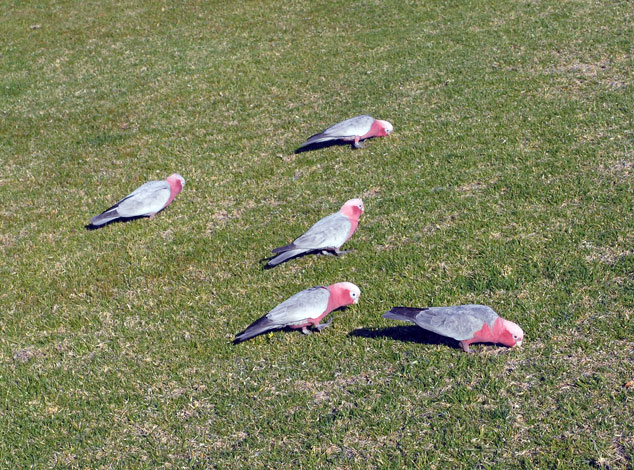 Cacatua roseicapilla Galah