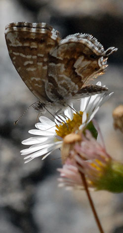 Cacyreus marshalli under1