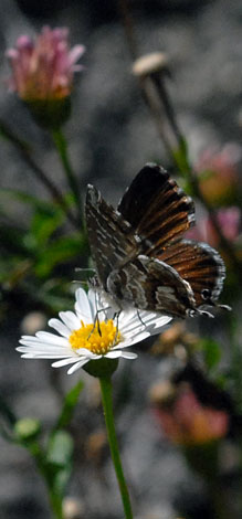 Cacyreus marshalli under2