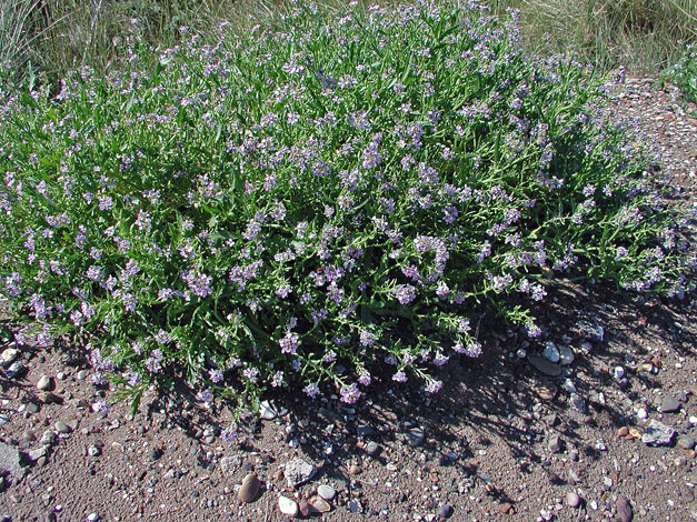 Cakile maritima whole