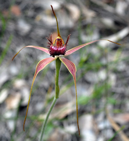 Caladenia arenicola close