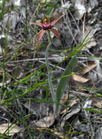 Caladenia arenicola whole
