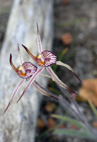 Caladenia cairnsiana close
