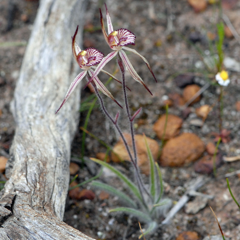 Caladenia cairnsiana whole