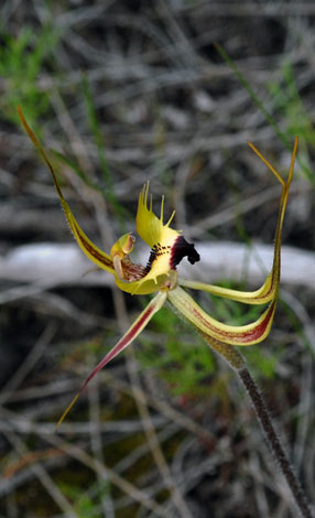 Caladenia falcata close side view