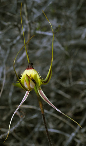 Caladenia falcata close front view