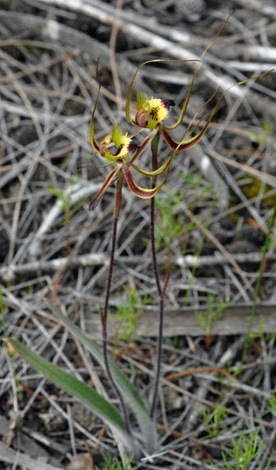Caladenia falcata whole