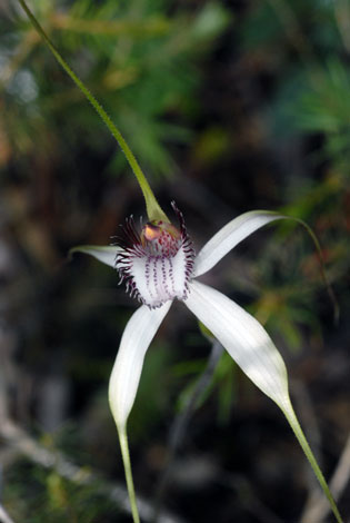 Caladenia longicauda ssp longicauda close