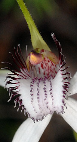 Caladenia longicauda ssp longicauda labellum