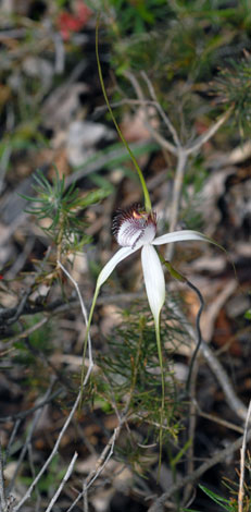 Caladenia longicauda ssp longicauda whole