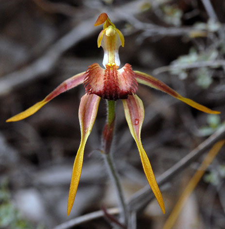 Caladenia longiclavata flower