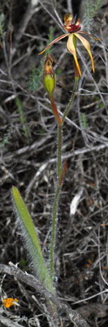 Caladenia longiclavata whole