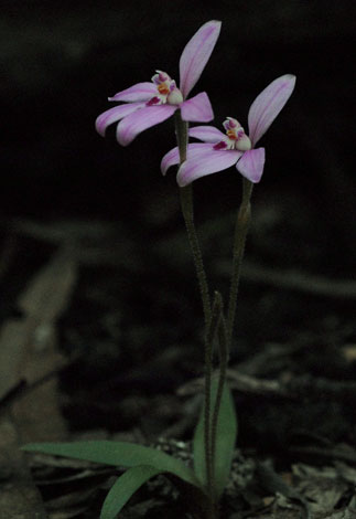 Caladenia reptans ssp reptans