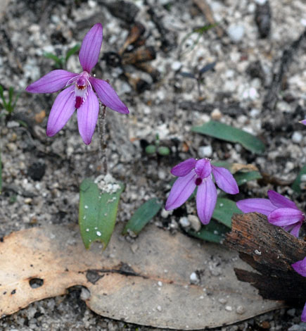 Caladenia reptans ssp reptans