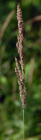 Calamagrostis stricta close closed