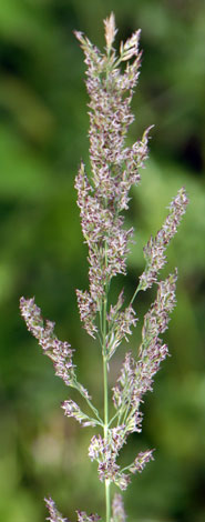 Calamagrostis stricta close open