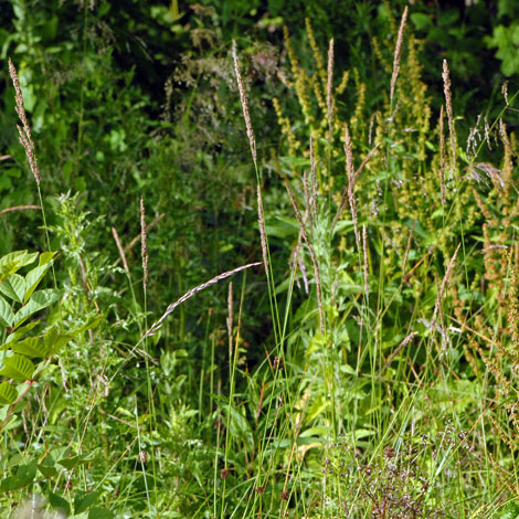 Calamagrostis stricta whole
