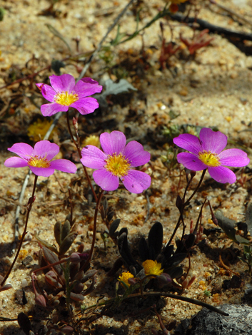 calandrinia remota close