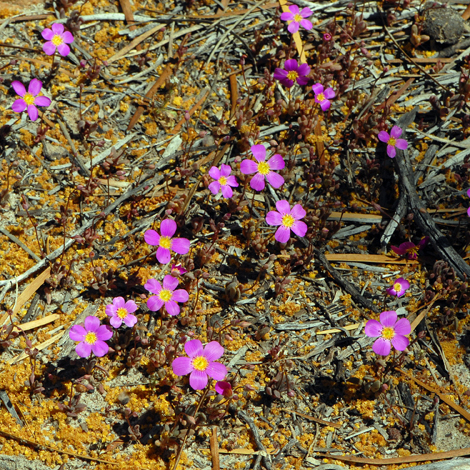 calandrinia remota whole