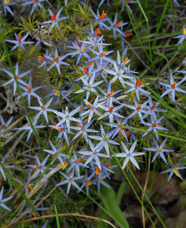 Calectasia cyanea